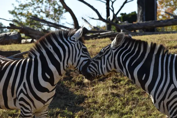 LunarSlots Casino Podrška
